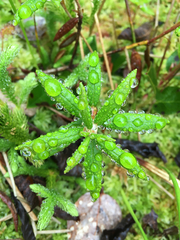 Rhododendron groenlandicum