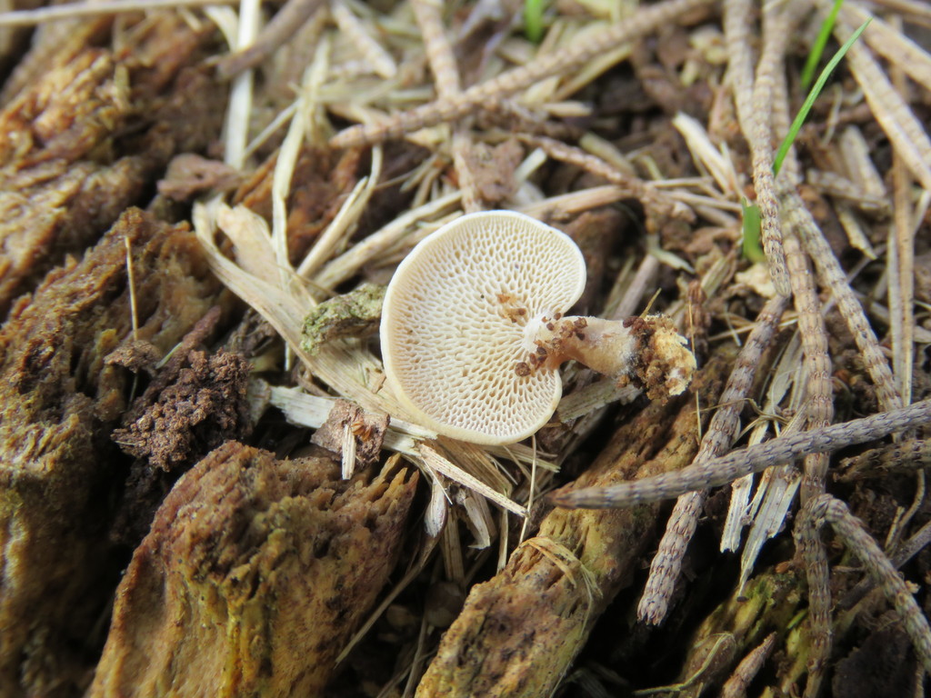 Panellus pusillus · July 2019 · photo: © nicoolejnik (iNaturalist, cc-by)