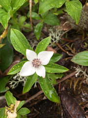 Cornus unalaschkensis