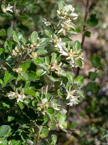 Correa alba