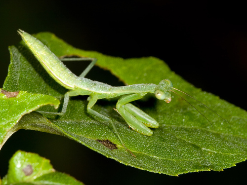 Stagmomantis fraterna