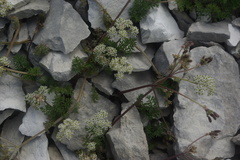 Anthriscus ruprechtii