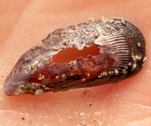 Austromytilus rostratus