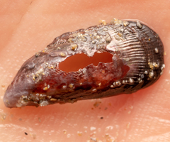 Brachidontes