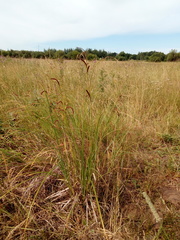 Carex acuta
