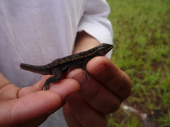Sceloporus variabilis olloporus