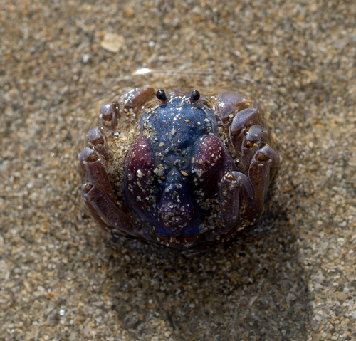 Mictyris platycheles