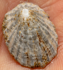 Scutellastra peronii