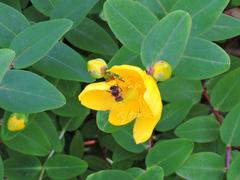 Apis mellifera