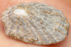 Scutellastra peronii