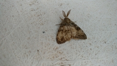 Lymantria dispar