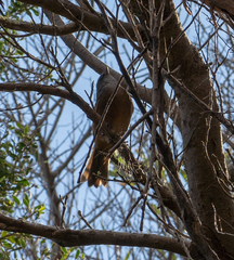 Pachycephala olivacea