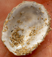 Scutellastra peronii