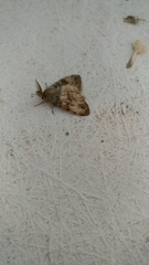 Lymantria dispar