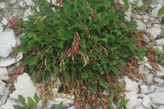 Astragalus salatavicus