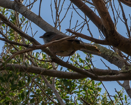 Pachycephala olivacea