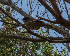 Pachycephala olivacea