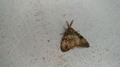 Lymantria dispar