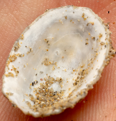 Scutellastra peronii