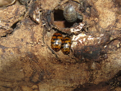 Mycotretus ornatus