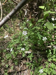 Geranium californicum