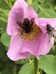 Temnostoma excentrica