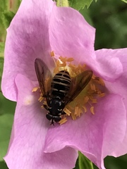 Temnostoma excentrica