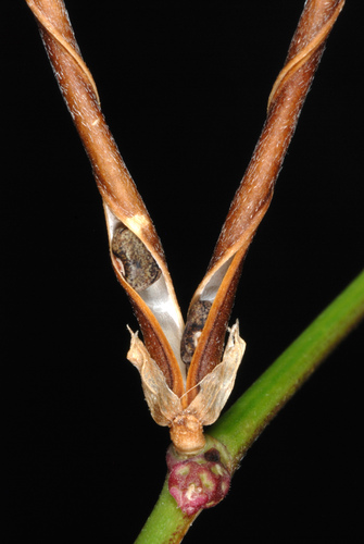 Macroptilium lathyroides