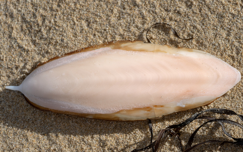 Sepiidae