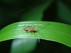 Paraxenetus guttulatus
