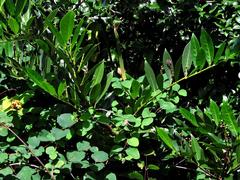 Prunus laurocerasus