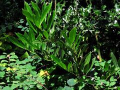 Prunus laurocerasus