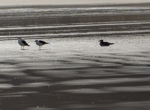 Larus pacificus