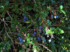 Berberis darwinii