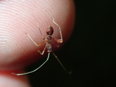 Paraxenetus guttulatus