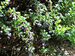 Berberis darwinii