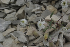 Silene lacera