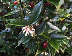 Sarcococca ruscifolia