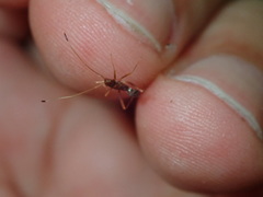 Paraxenetus guttulatus