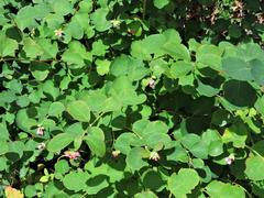 Symphoricarpos albus