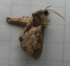 Chytonix