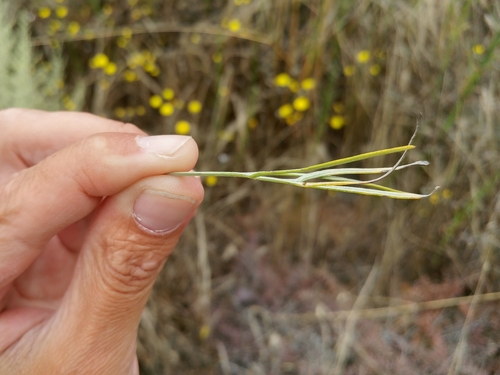 Image of Artemisia nesiotica by (c) Casey H. Richart, some rights reserved (CC BY)