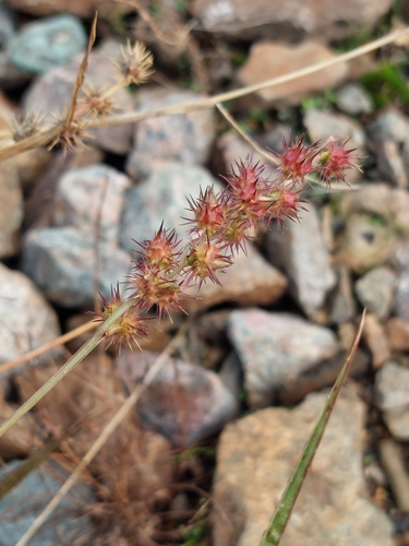 Cenchrus longispinus iNat (1)