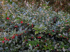 Sarcococca ruscifolia