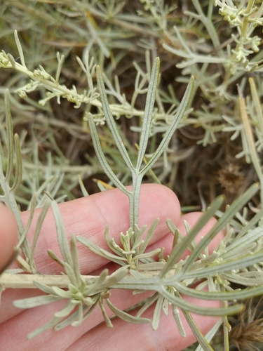 Image of Artemisia nesiotica by (c) Casey H. Richart, some rights reserved (CC BY)