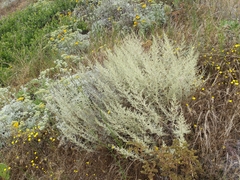 Artemisia nesiotica