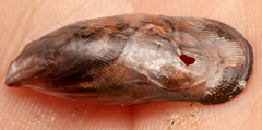 Brachidontes