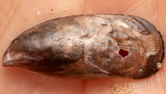 Brachidontes