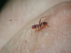 Paraxenetus guttulatus