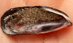 Brachidontes